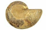 Jurassic Cut & Polished Ammonite Fossil (Half) - Madagascar #223247-1